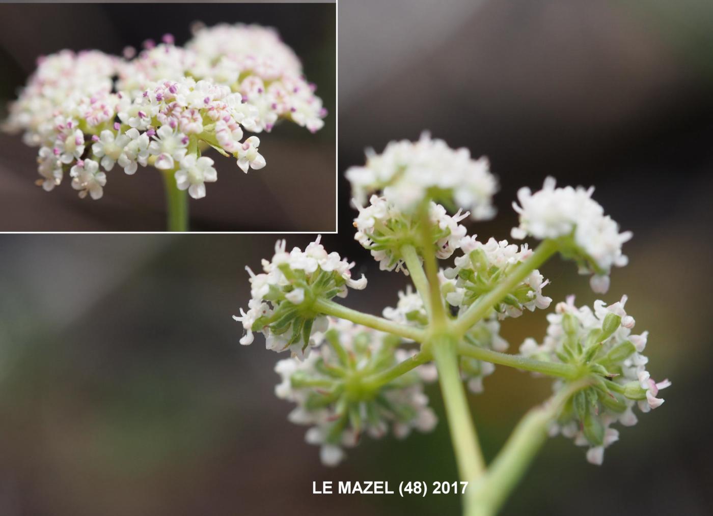 Seseli, Mountain flower